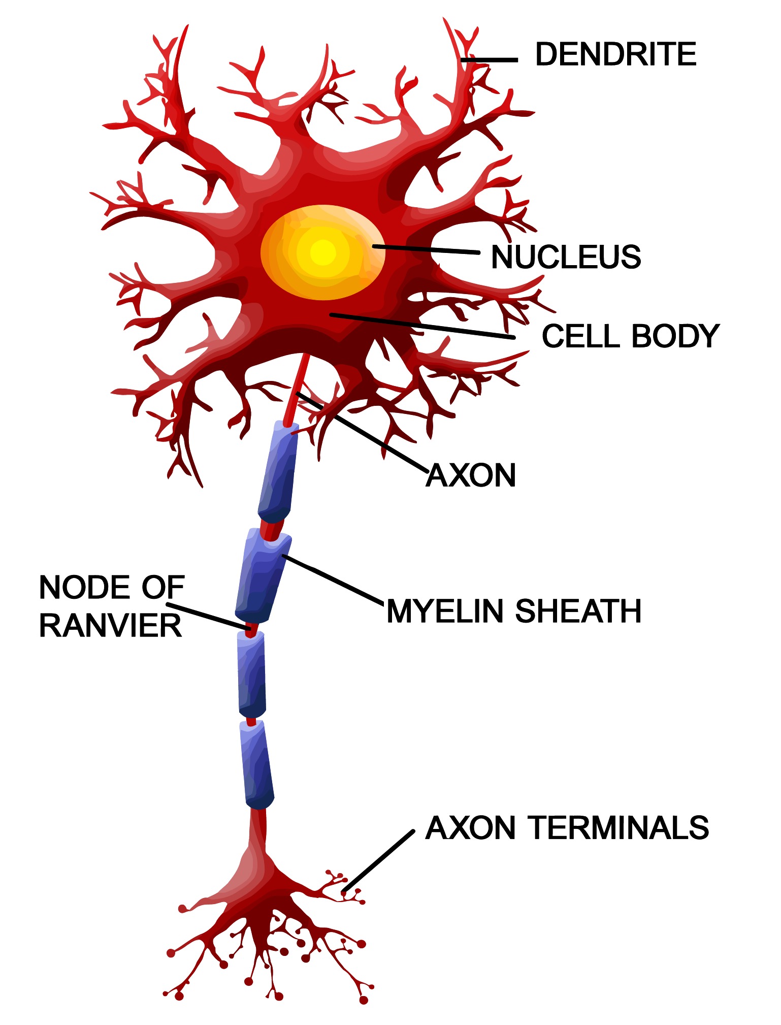 A nerve cell